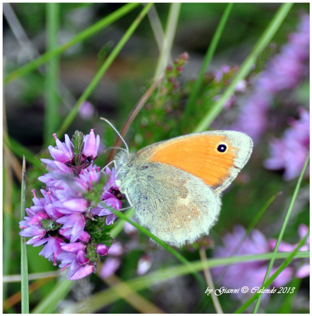una conferma,Coenonympha pamphilus?